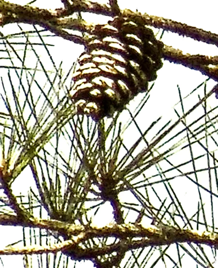 Pine Cone Lattice Bathrobe